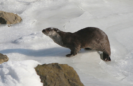 Fischotter (Lutra lutra) - © Alois Absenger